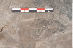 Foto (Detailansicht) von Apocynophyllum cretaceum Ettingshausen (NHMW-GEO-2024-0188-10600)